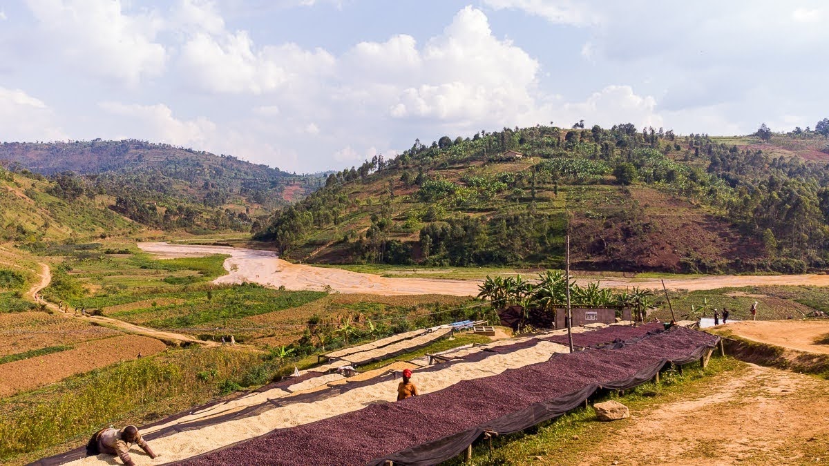 Coffee Profile – Burundi Izuba, Natural Red Bourbon