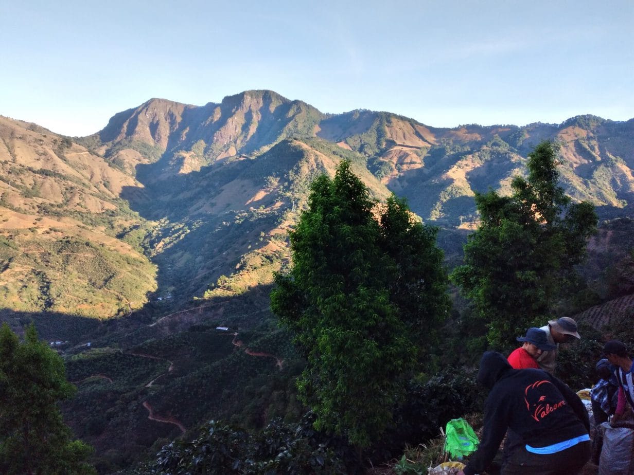 Coffee Profile – Costa Rica Agro Hellena, Natural Caturra